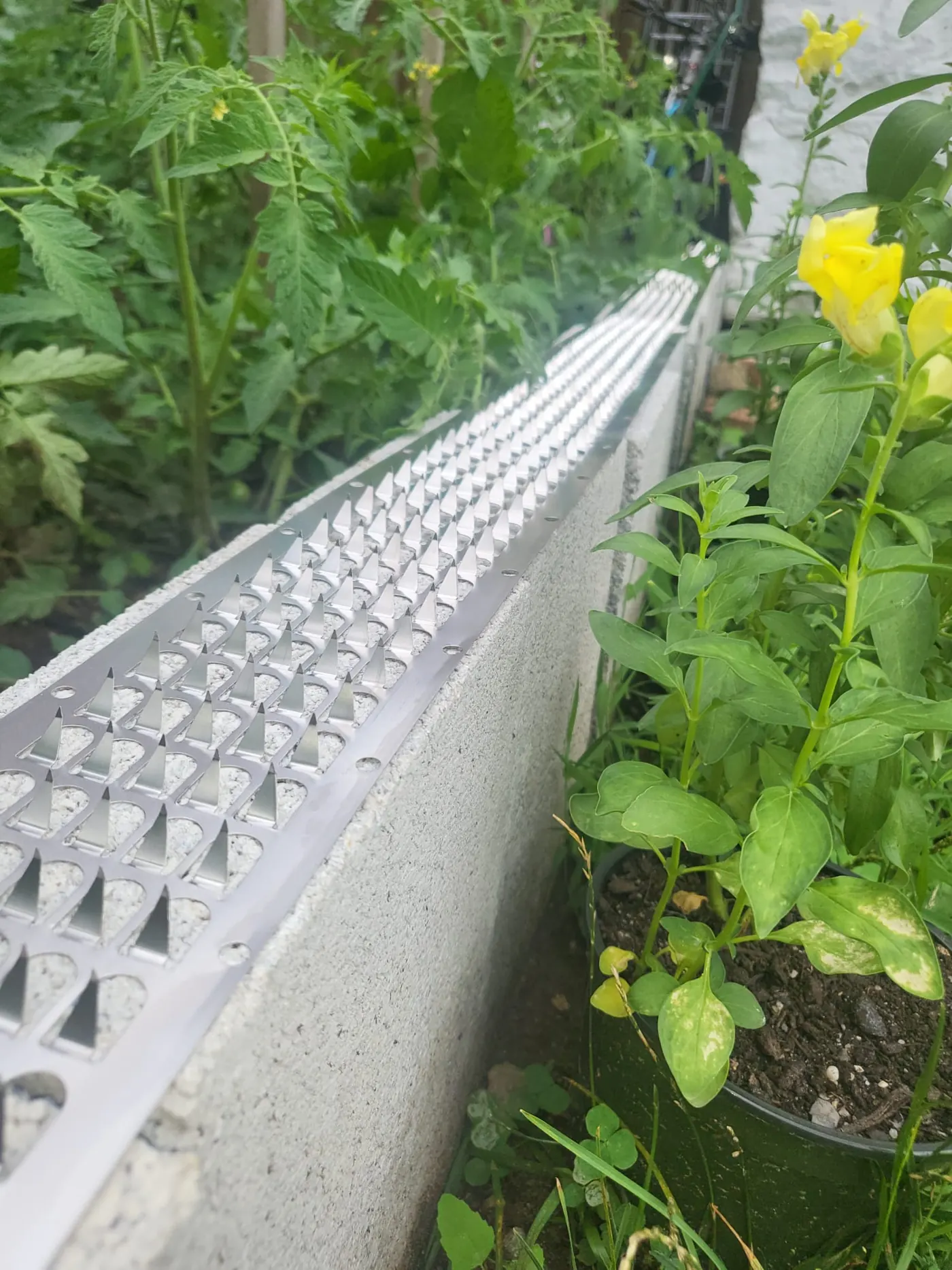 Applicazione su muretto di giardino